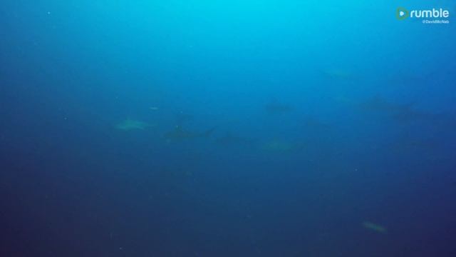 These scuba divers find themselves surrounded by hammerhead sharks смотреть онлайн