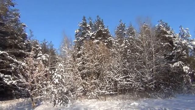 елочка зимой, зимний лес, лес зимой смотреть онлайн