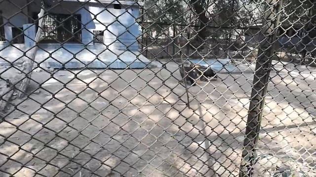 Patna zoo ka gidh. смотреть онлайн