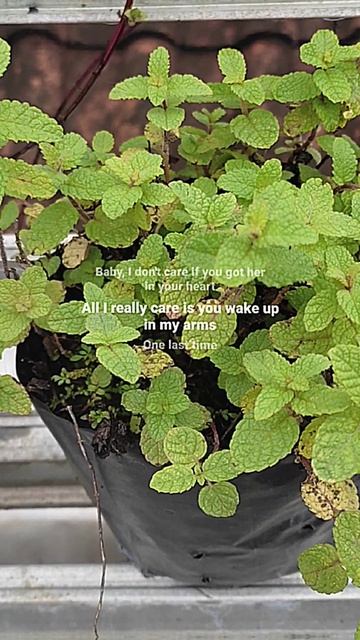 Tanaman Applemint, Fresh langsung dari kebun sendiriWA : 0813-5812-3335 (INFORMASI PEMESANAN) смотреть онлайн