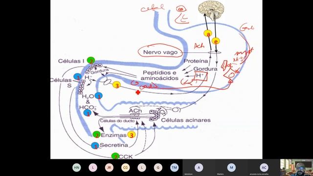 Fisiopatologia Gastrie Úlcera смотреть онлайн