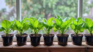 Первая самая  важная подкормка рассады баклажанов для наращивания коневой системы.