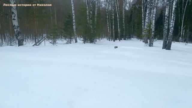 Природа в мартовском лесу. Одиночный поход в лес.