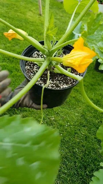 #кабачки #огород #пересадка #zucchini #garten #grünerdaumen #gardening #shorts смотреть онлайн