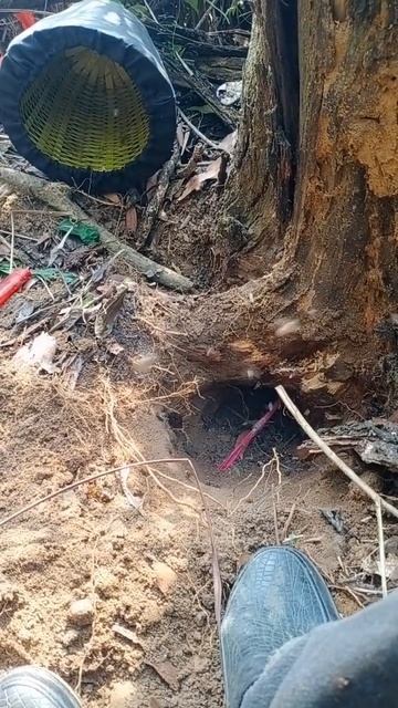 Wild Honey Bees Harvesting #Mountainhoneybees #WildHoneyBees #HuntingHoneyBees смотреть онлайн