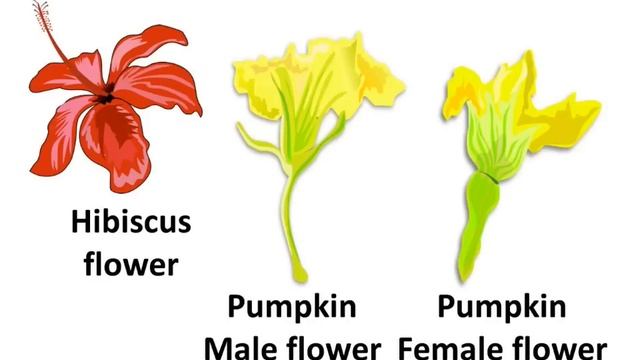 Science - What is pollination and what happens after it - Hindi смотреть онлайн
