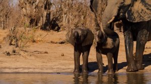 Звуки Земли 7 серия «Пустыни Африки» (документальный сериал, 2024)