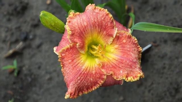 лилейник Edith Sliger