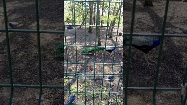 Павлины в Ботаническом саду Краснодар смотреть онлайн