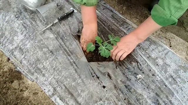 Посадка арбузов смотреть онлайн