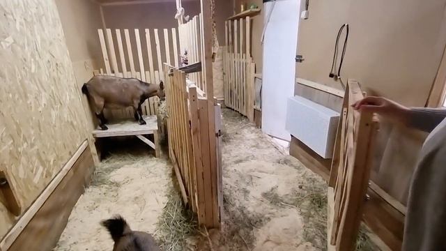 Козы в городе 🐐! Как подготовить козлятник к зиме? смотреть онлайн