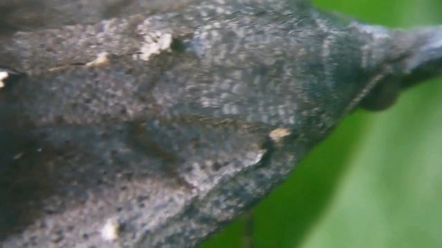 ［見島のいきものたち 222］トビモンアツバ Hypena indicatalis？ смотреть онлайн