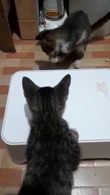 kacang macadamia 🥜 #cute #kitten #lovely #feeding смотреть онлайн