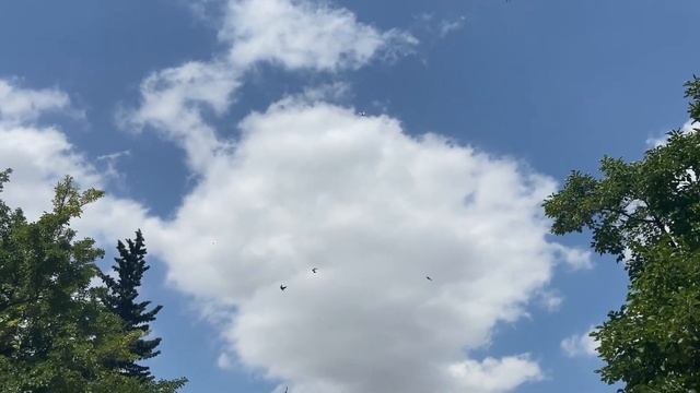 Голуби Баку 14.07.2023 #голубибаку смотреть онлайн