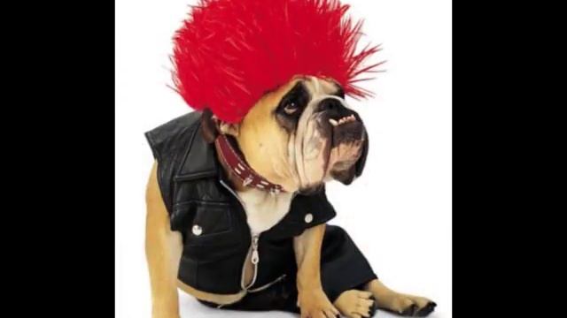 The Sexiest Dog in the World (WARNING EXPLICIT CONTENT) смотреть онлайн