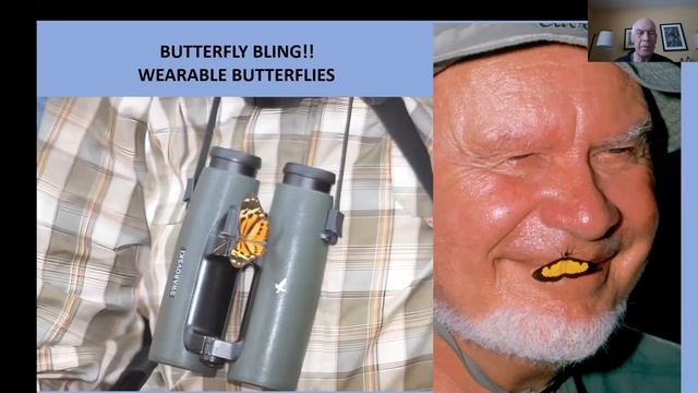 Butterflies and Moths of American Tropics смотреть онлайн