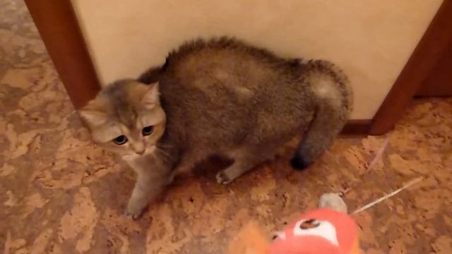 кот против змеи смотреть онлайн