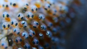 Звуки Земли 11 серия «Мелководные моря» (документальный сериал, 2024)