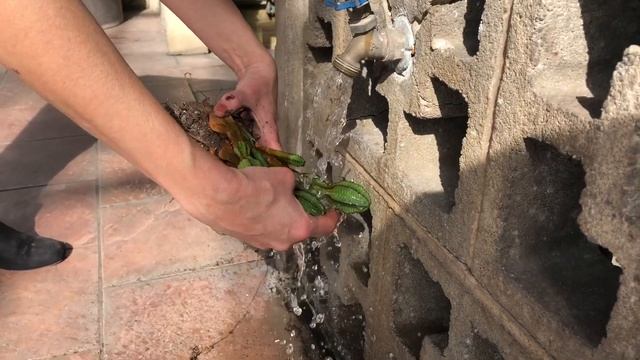 Euphorbia And Echeveria Propagation