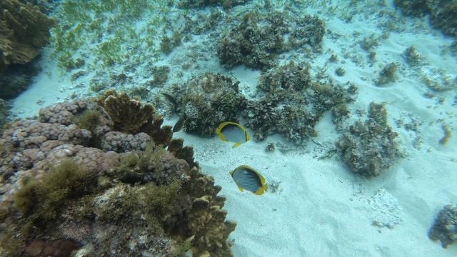 Blackback butterflyfish Chaetodon melannotus at Ned's Beach, Lord Howe Island 19 January 2022 смотреть онлайн