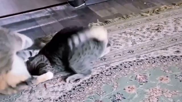 дагестанские коты.mp4