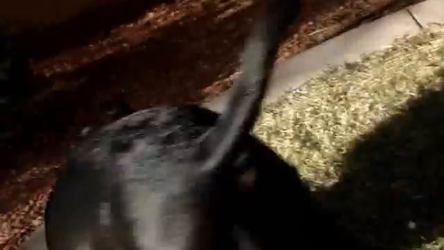 Mia is looking for her forever home for Christmas.wmv смотреть онлайн