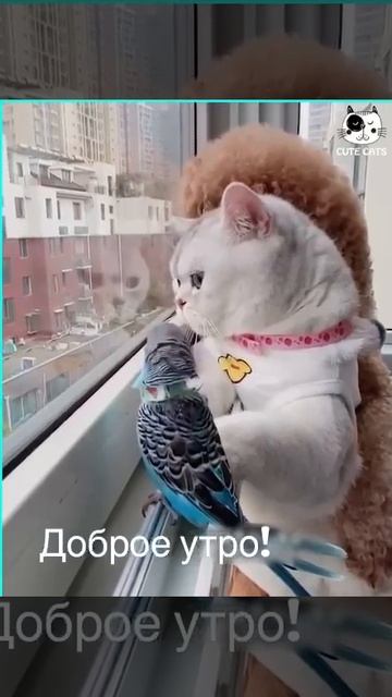 Доброе утро!!!🥰 смотреть онлайн
