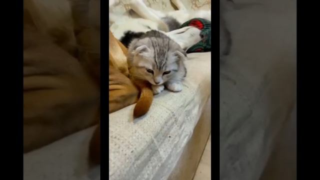@Slavynsk Смешные животные . Смешной кот для хорошего настроения . смотреть онлайн