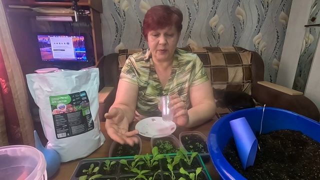 Простые правила пикировки петуний!! Обзор рассады!! смотреть онлайн