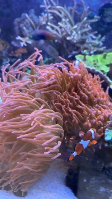 Amphiprion ocellaris & Entecmea quadricolor sunburst смотреть онлайн