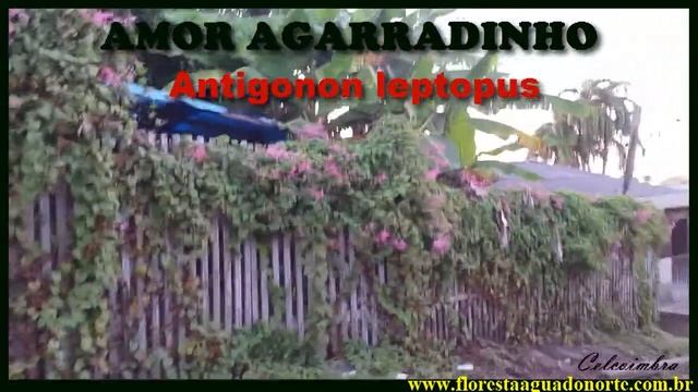Amazônia - Amor agarradinho - Antigonon leptopus - Polygonaceae смотреть онлайн