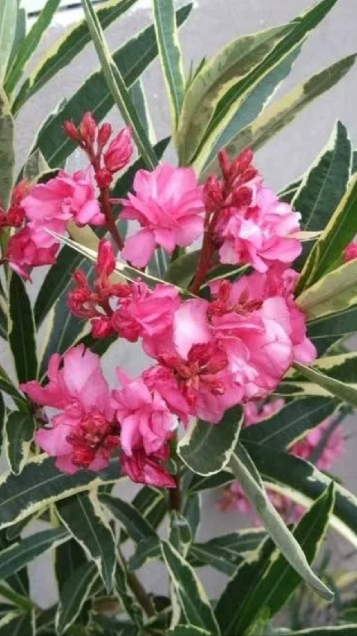 Пересадка Олеандра 18.03.2025 #Shorts#комнатныерастения