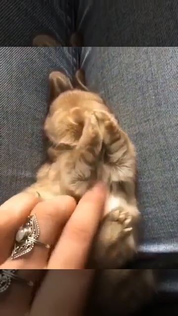 Милый кролик смотреть онлайн