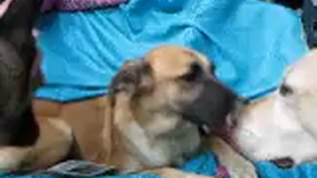 Video of adoptable pet named Tara Rusho смотреть онлайн