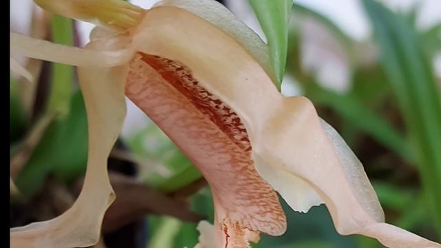 Fioriture orchidee maggio 2023 смотреть онлайн