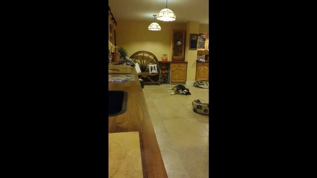 Amber Champion Trick Dog Title смотреть онлайн