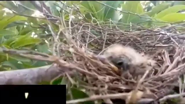 Ninho do bem-te-vi! смотреть онлайн