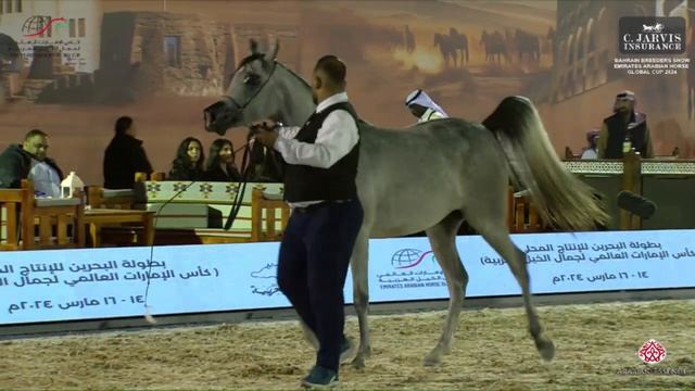 N 43 A T NOOF Bahrain Breeders Show 2024 Emirates AHGC Junior Fillies Class 2A смотреть онлайн