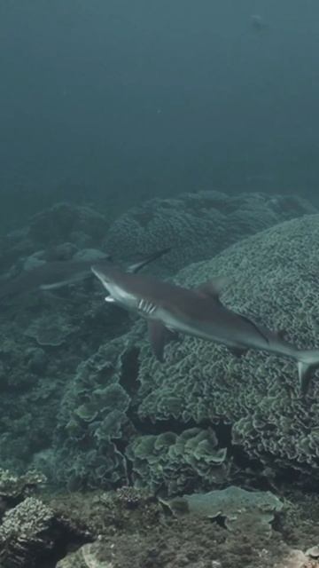 Amazing Facts about Sharks You Didn't Know #shorts смотреть онлайн