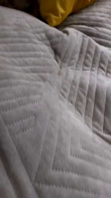 Милый мопс занял кровать) Хозяин в ШОООКЕ!! смотреть онлайн