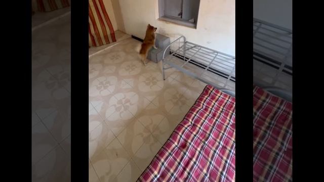 Where were you dear?? @mypetcherrypom#dogs#dogvideos смотреть онлайн