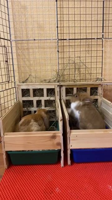 У СОСЕДА ВСЕГДА ВКУСНЕЙ #shorts #bunnybaby #смешныеживотные #bunnyfunny #rabbit #незаводитекроликов