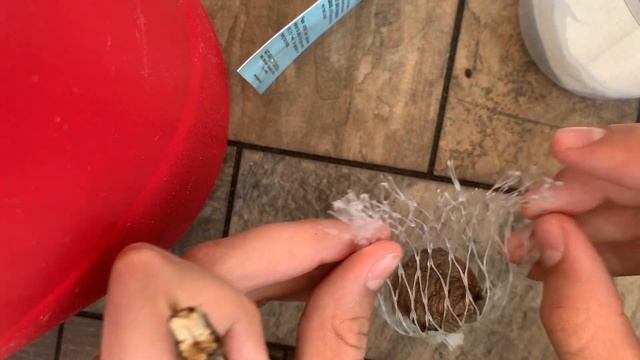 How To Care For Praying Mantis Egg Sack (EP.1) смотреть онлайн