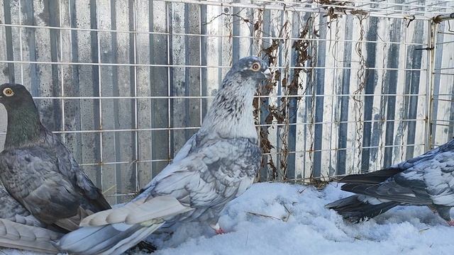 18.03.2025г Обзор Голубей 👍, Египетские 🇪🇬 Сокола! смотреть онлайн