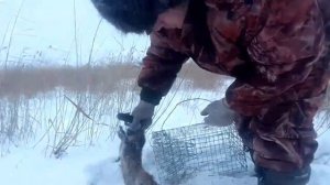 проверка морд на ондатру