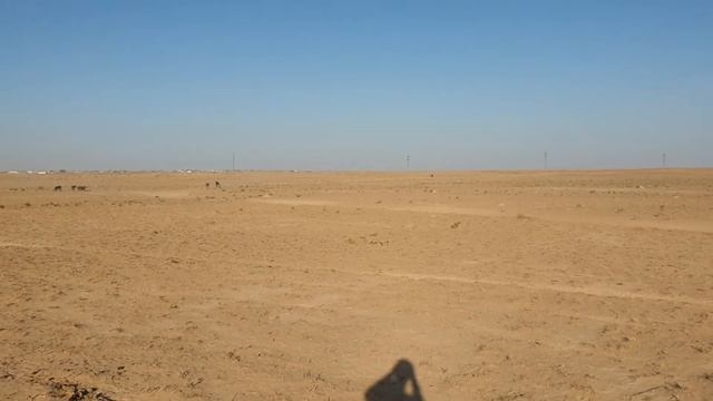 Боранқұл тай бәйге   30.08.2021