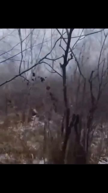 #охота #кабан атака кабана чуть не стоптал 😀 смотреть онлайн
