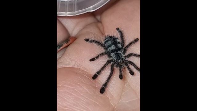 Avicularia purpura aka Purple Pinktoe смотреть онлайн