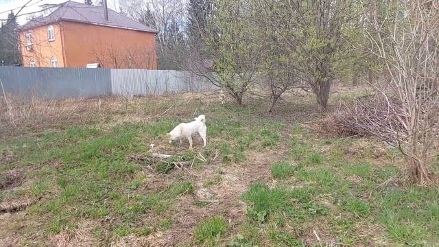 С берёзок в дорогу смотреть онлайн