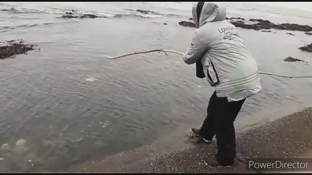 Отдых на море / ищем морской гребешок / сбор морской капусты / 21 марта